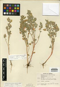 Herbarium Sheet of 